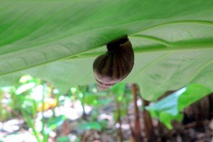 2015.3.31-Snail-under-Taro-Leaf-Falefa-Samoa   